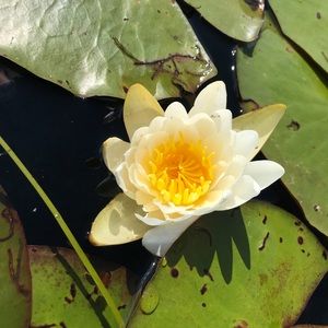 Meet your Posher, Nina